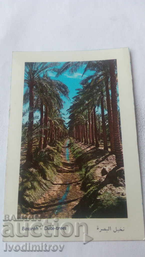 Postcard Bassrah Date-trees 1968