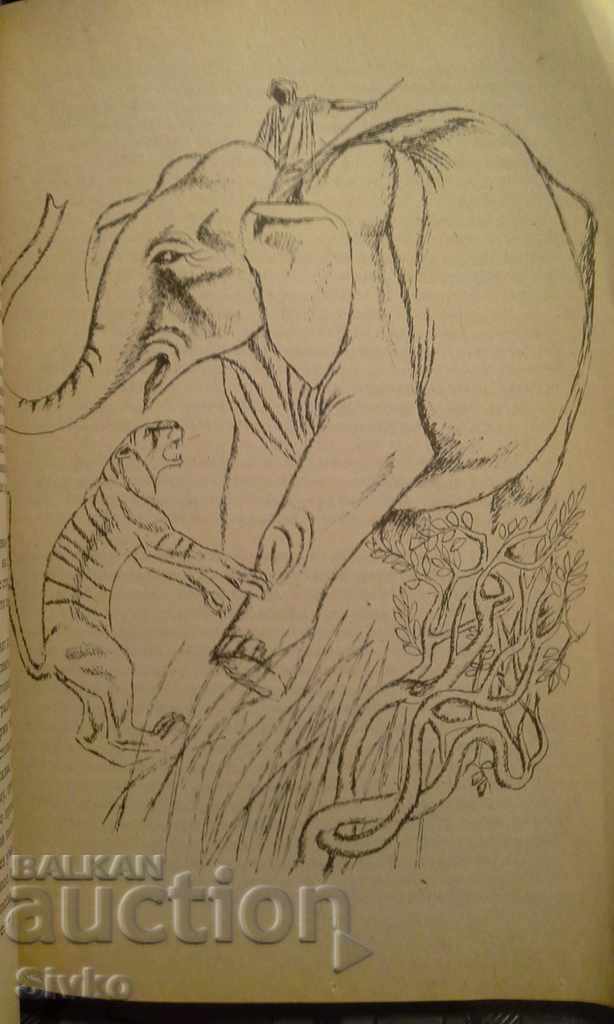 Auction Jungle stories, illustrations Auction Jungle stories, illustrations