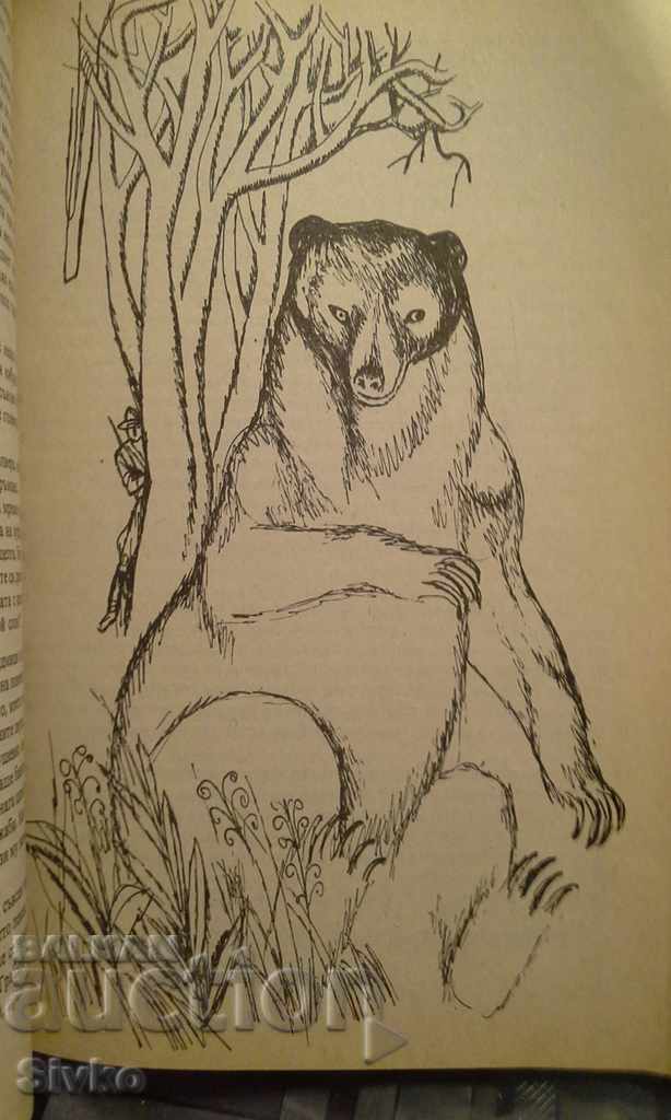 Jungle stories, illustrations - 5 Jungle stories, illustrations - 5