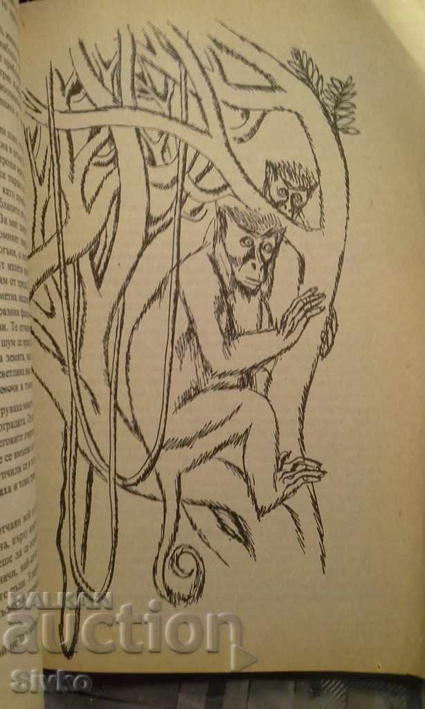 Jungle stories, illustrations - 7 Jungle stories, illustrations - 7