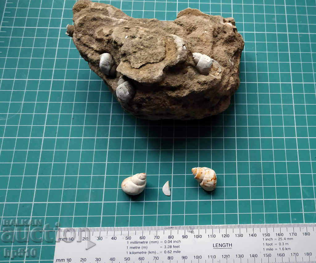 Lot of Viviparus fossils with price 9.00 BGN | € 4.60 Lot of Viviparus fossils with price 9.00 BGN | € 4.60