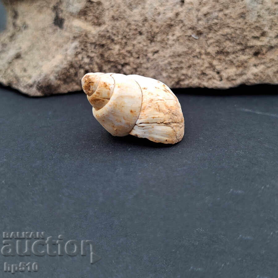 Fossil, fossil. Freshwater snail Viviparus sp with price € 8.20 | 16.04 BGN