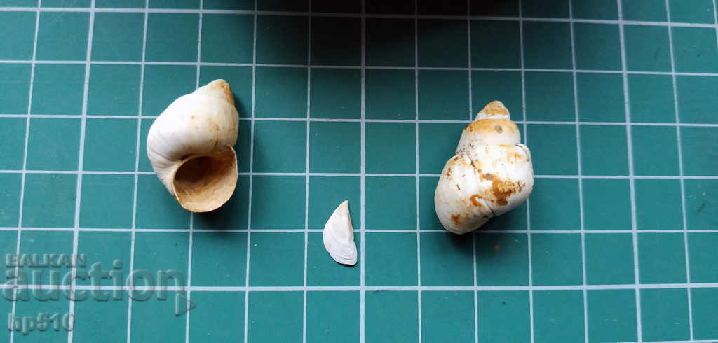 Delivery of Lot of Viviparus fossils Delivery of Lot of Viviparus fossils