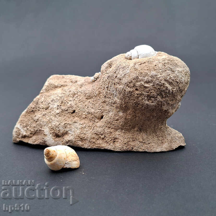 Delivery of Fossil, fossil. Freshwater snail Viviparus sp