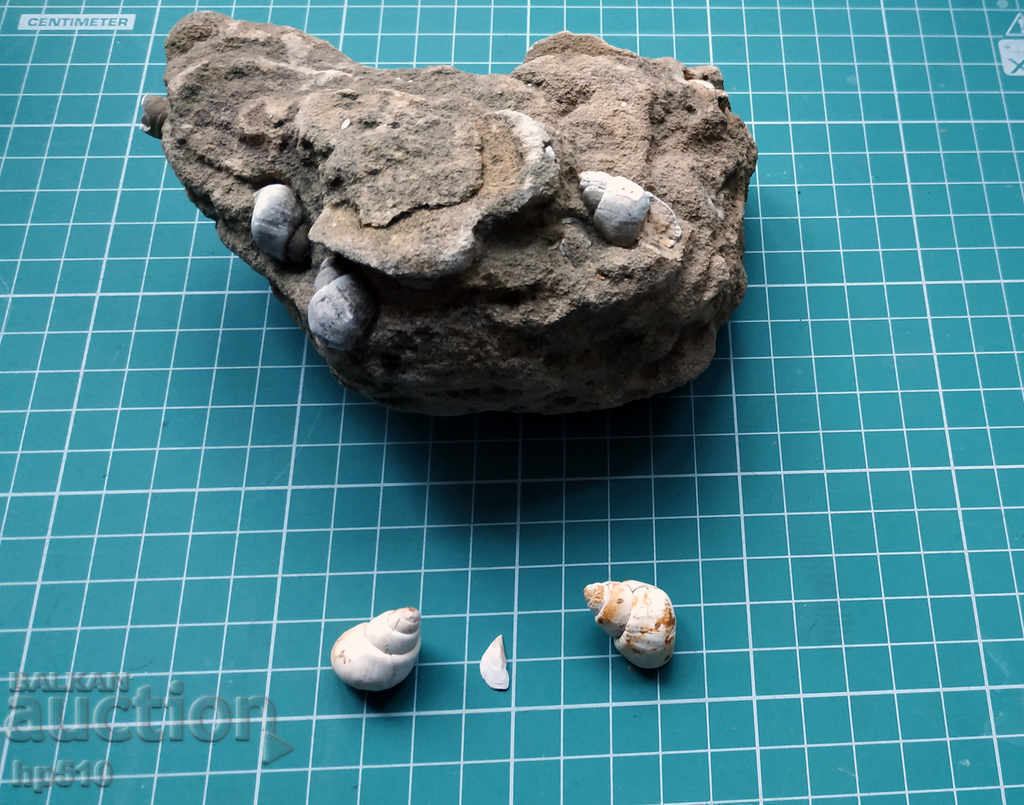 Lot of Viviparus fossils Lot of Viviparus fossils