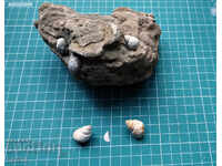 Lot de fosile Viviparus