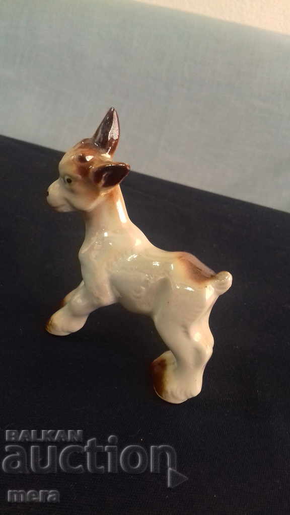 Κατσικίσιο πορσελάνης - 5 Κατσικίσιο πορσελάνης - 5