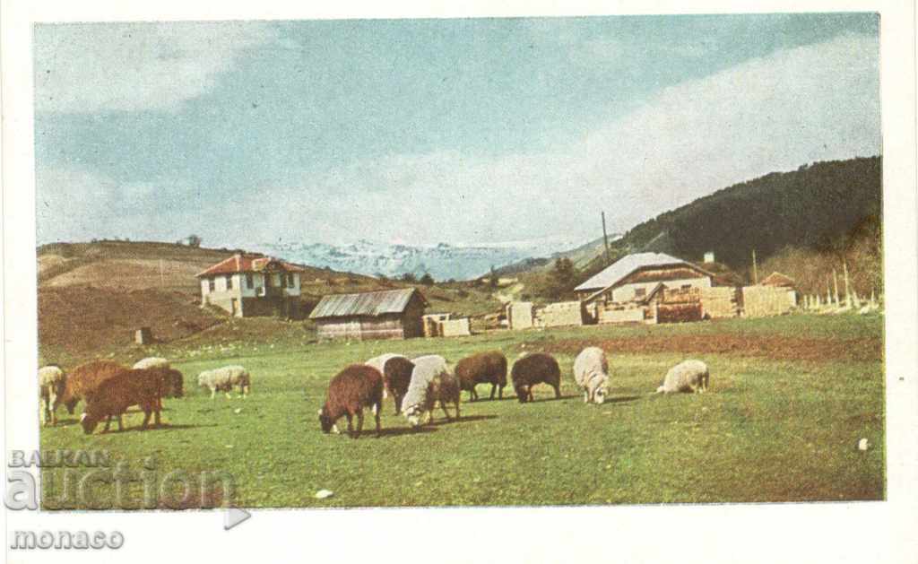 Old postcard - Rila, near the village of Govedartsi
