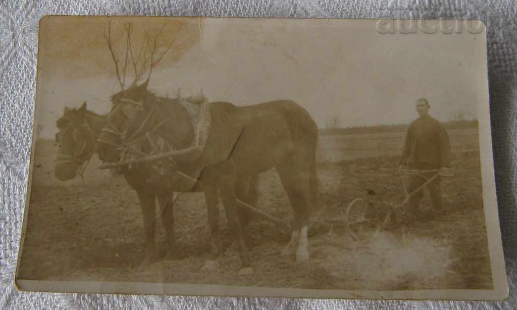 PLOW ORAN HORSE FARMING PHOTO 192