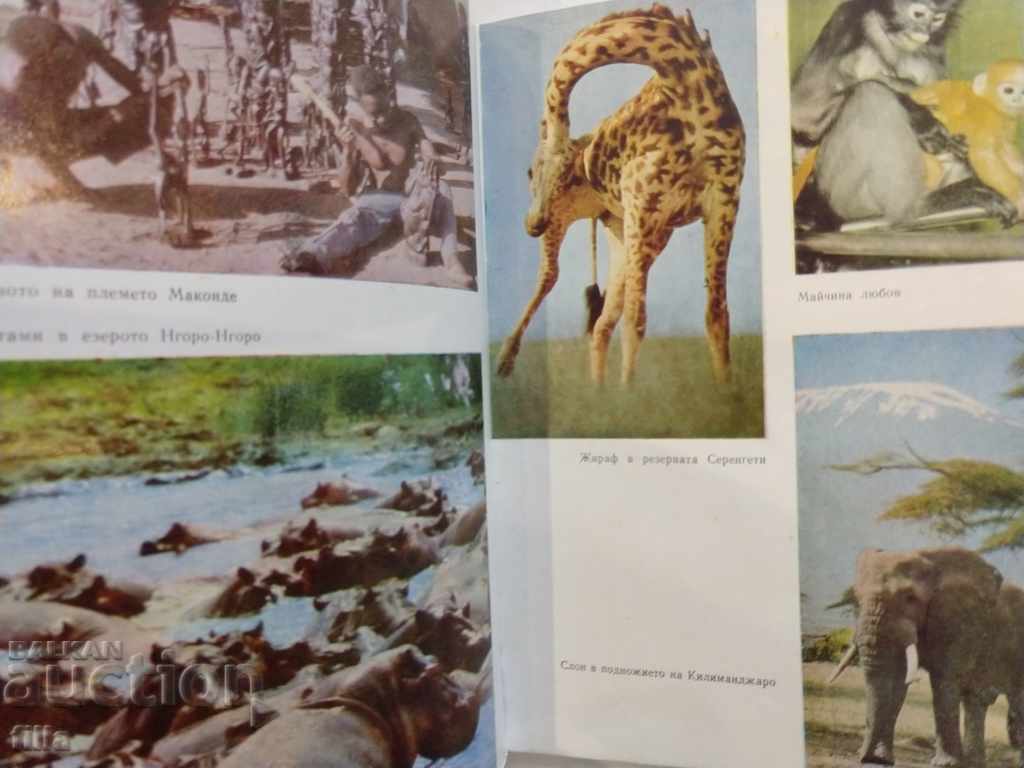 At the foot of Kilimanjaro - Tenyu Kazak - 5 At the foot of Kilimanjaro - Tenyu Kazak - 5