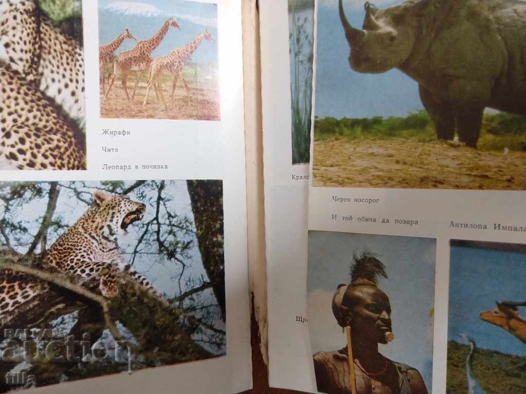 At the foot of Kilimanjaro - Tenyu Kazak - 6 At the foot of Kilimanjaro - Tenyu Kazak - 6