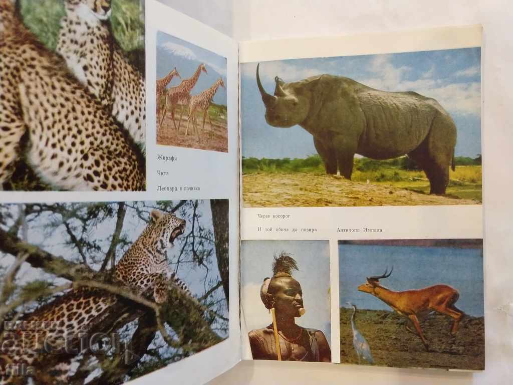 At the foot of Kilimanjaro - Tenyu Kazak - 7 At the foot of Kilimanjaro - Tenyu Kazak - 7