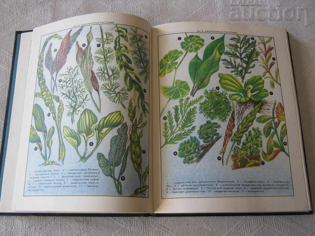 Auction EXOTIC FISH AM KOCHETOV Auction EXOTIC FISH AM KOCHETOV