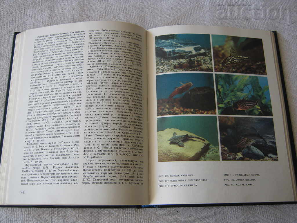 EXOTIC FISH AM KOCHETOV - 5 EXOTIC FISH AM KOCHETOV - 5