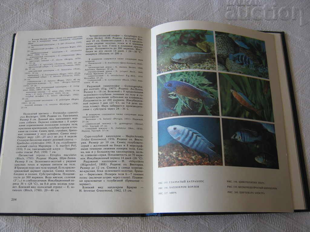 EXOTIC FISH AM KOCHETOV - 6 EXOTIC FISH AM KOCHETOV - 6