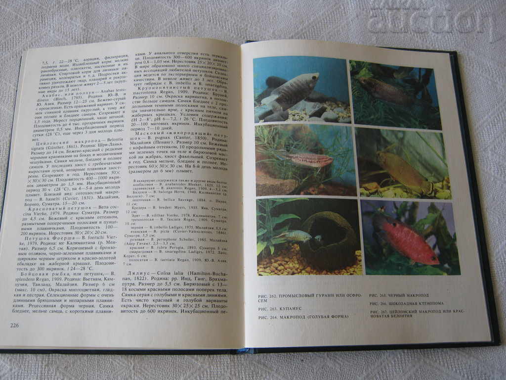 EXOTIC FISH AM KOCHETOV - 7 EXOTIC FISH AM KOCHETOV - 7