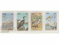 1979. Africa de Sud-Vest. Păsări de apă.