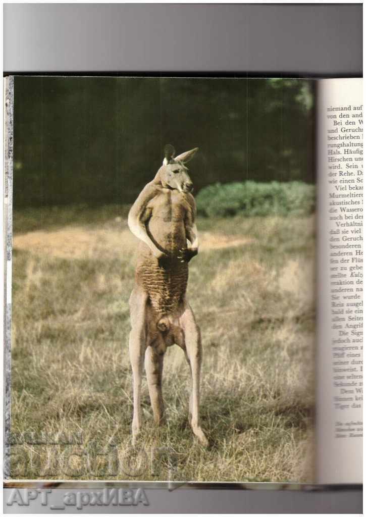 Sind Tiere anders? BERTELSMANN LEXIKON VERLAG/in German/ - 5 Sind Tiere anders? BERTELSMANN LEXIKON VERLAG/in German/ - 5