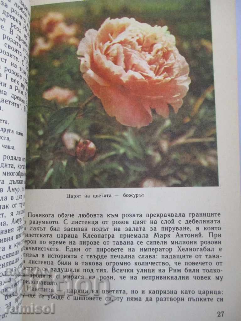 Licitație Curcubeu de flori - Evghenia Cernei, Leonila Șireva