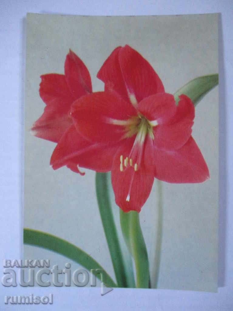 Felicitare cu floare roșie