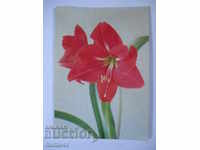 Картичка с червено цвете