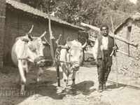 Οργώνοντας παππούς Mitko χωριό Bani /Banya/ Karlovsko παλιά φωτογραφία