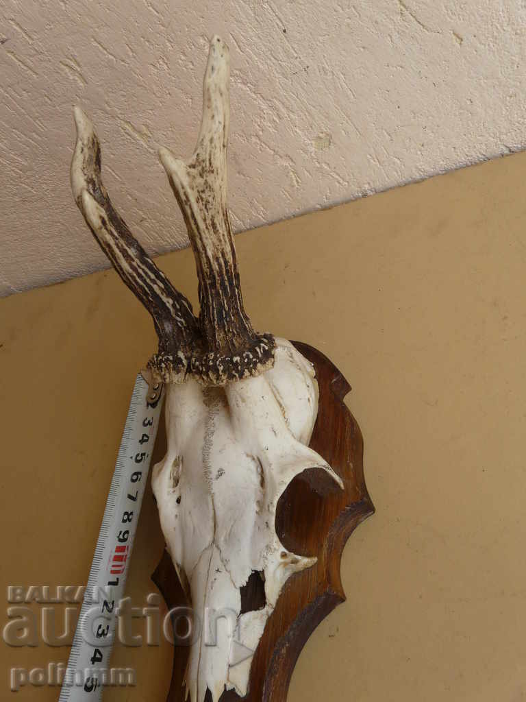 Small German trophy - 2 with price 40.00 BGN | € 20.45 Small German trophy - 2 with price 40.00 BGN | € 20.45