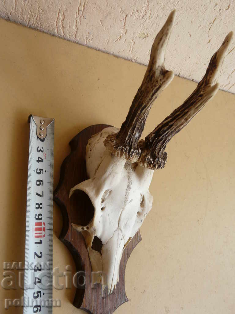 Auction Small German trophy - 2 Auction Small German trophy - 2