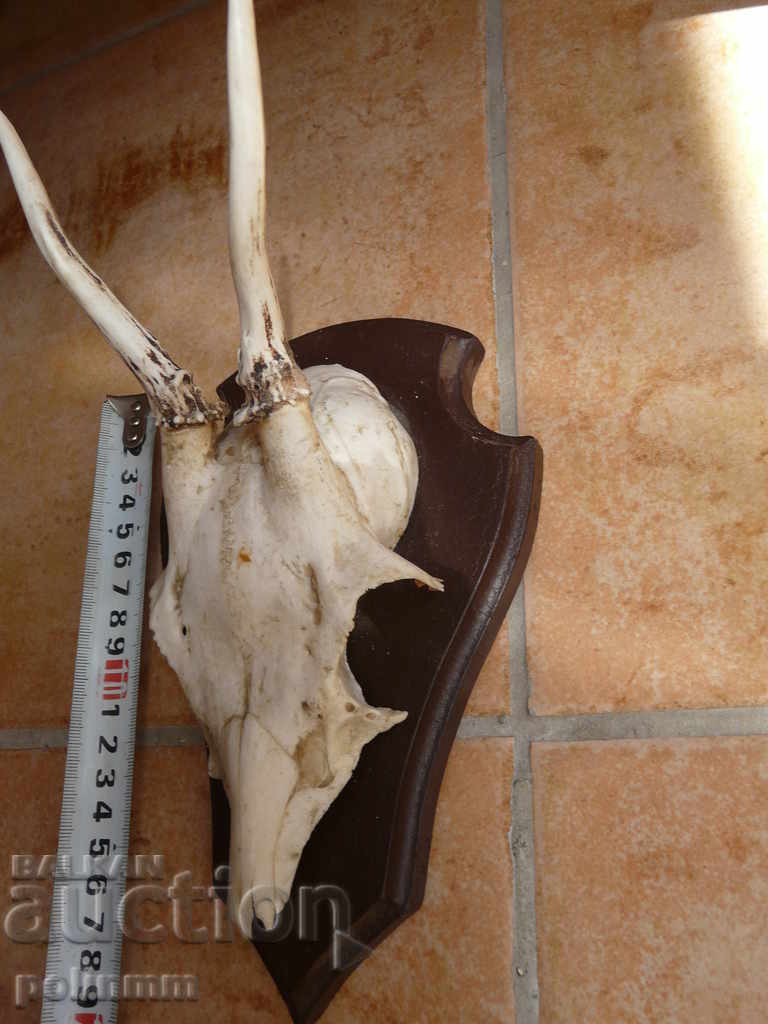 Small German trophy - 4 with price 35.00 BGN | € 17.90 Small German trophy - 4 with price 35.00 BGN | € 17.90