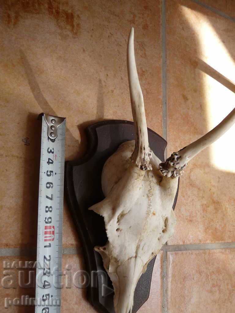 Auction Small German trophy - 4 Auction Small German trophy - 4