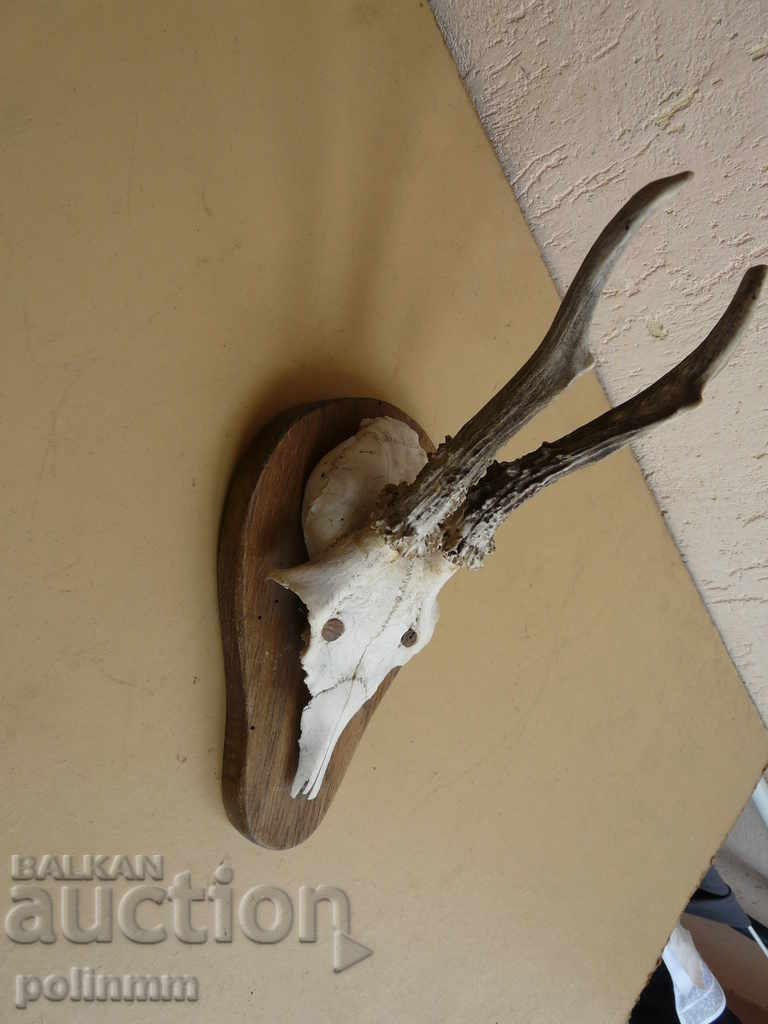 Small German trophy - 3 with price 40.00 BGN | € 20.45