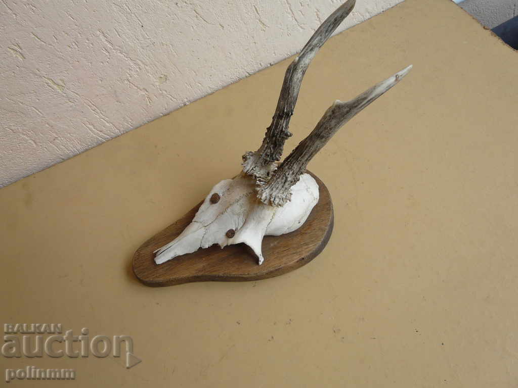 Auction  Small German trophy - 3