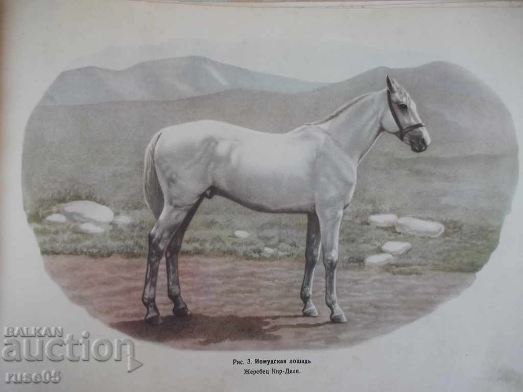 The book "Album of breeds of horses of the USSR - SV Afanasyev" - 186 pages. - 6 The book "Album of breeds of horses of the USSR - SV Afanasyev" - 186 pages. - 6