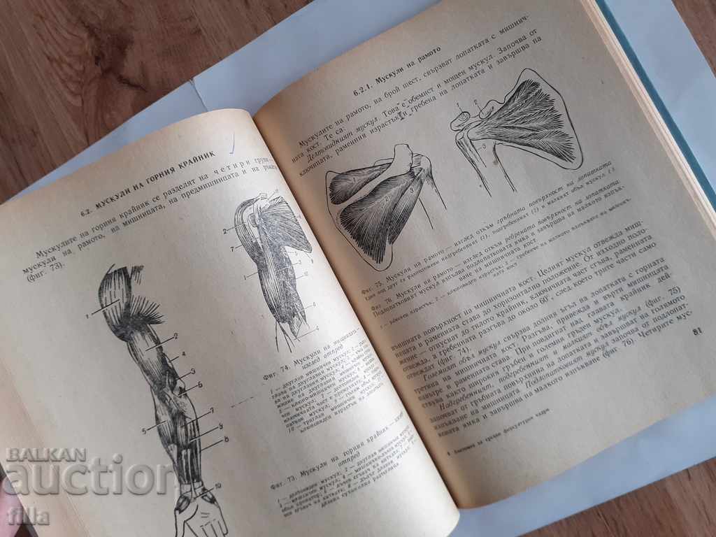 Auction Anatomy for middle gymnastics staff Auction Anatomy for middle gymnastics staff