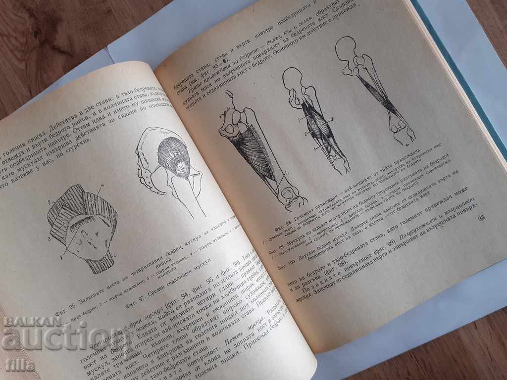Anatomy for middle gymnastics staff - 5 Anatomy for middle gymnastics staff - 5