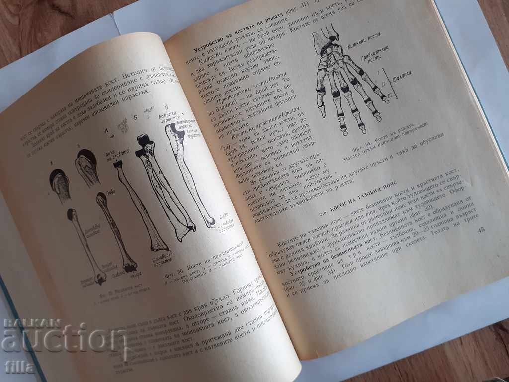 Anatomy for middle gymnastics staff - 7 Anatomy for middle gymnastics staff - 7