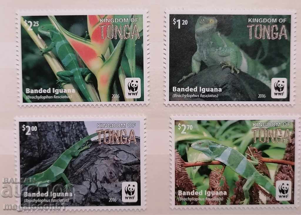 Tonga - protected fauna, iguana