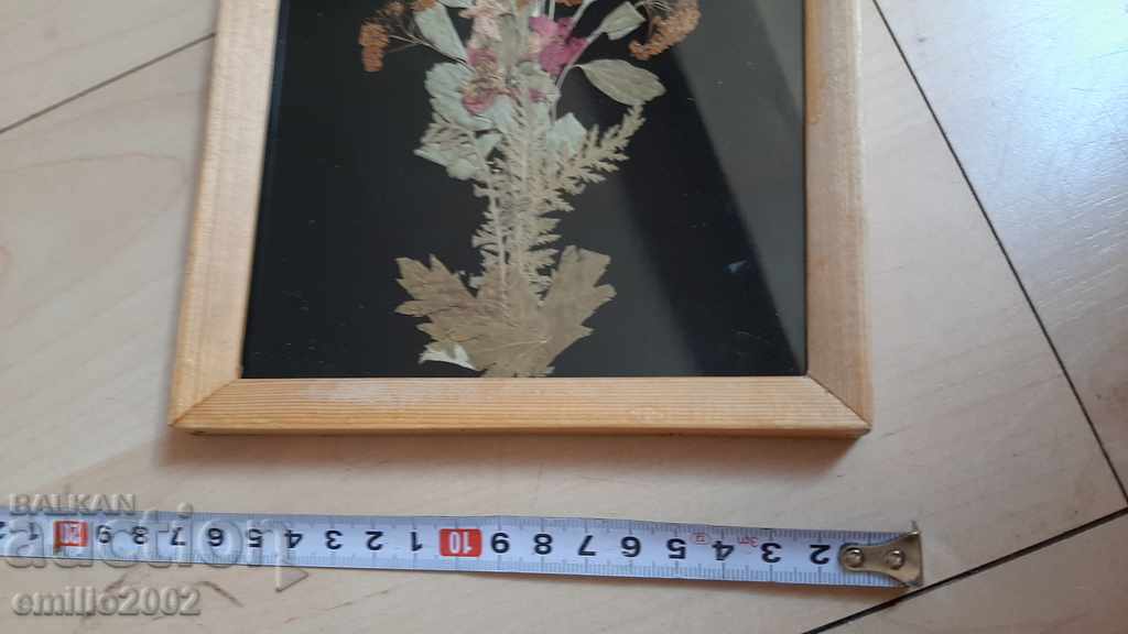 Picture in a frame - herbarium UBA with price 5.00 BGN | € 2.56