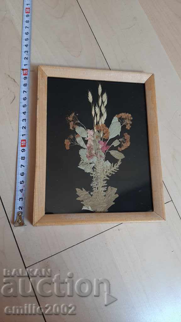 Picture in a frame - herbarium UBA