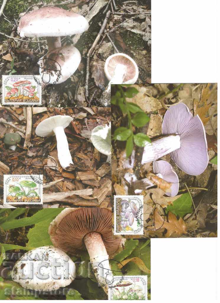 4 cards MAX Mushrooms