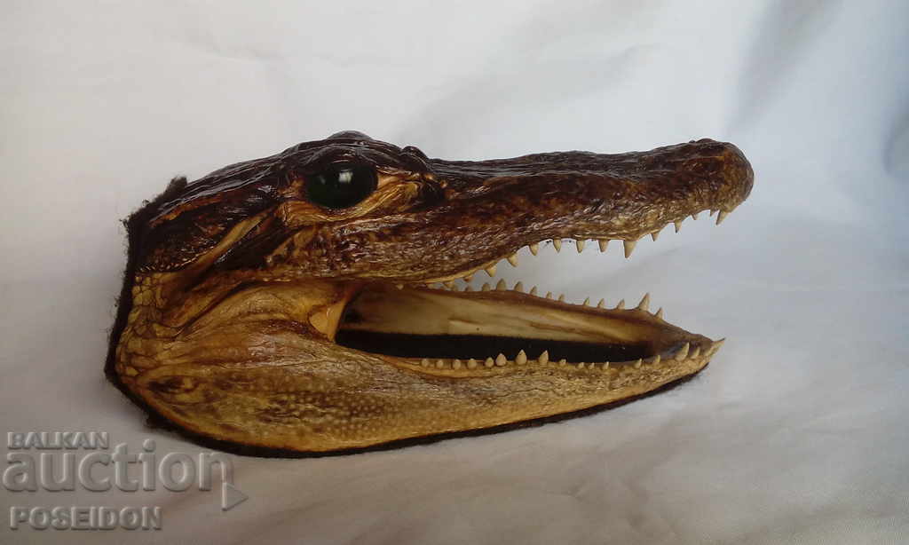 ΑΝΑΜΝΗΤΙΚΟ ΑΓΑΛΜΑΤΟ Φιγούρα ΚΡΟΚΟΔΙΛΟΥ ΚΕΦΑΛΗΣ με τιμή 250.00 BGN | € 127.82 ΑΝΑΜΝΗΤΙΚΟ ΑΓΑΛΜΑΤΟ Φιγούρα ΚΡΟΚΟΔΙΛΟΥ ΚΕΦΑΛΗΣ με τιμή 250.00 BGN | € 127.82