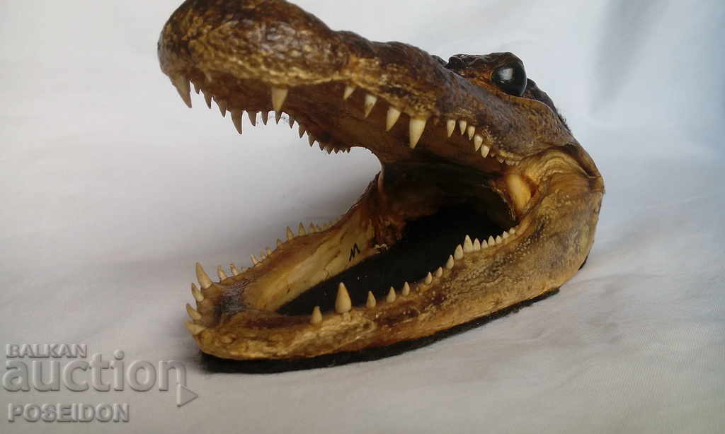 ΑΝΑΜΝΗΤΙΚΟ ΑΓΑΛΜΑΤΟ Φιγούρα ΚΡΟΚΟΔΙΛΟΥ ΚΕΦΑΛΗΣ - 6 ΑΝΑΜΝΗΤΙΚΟ ΑΓΑΛΜΑΤΟ Φιγούρα ΚΡΟΚΟΔΙΛΟΥ ΚΕΦΑΛΗΣ - 6