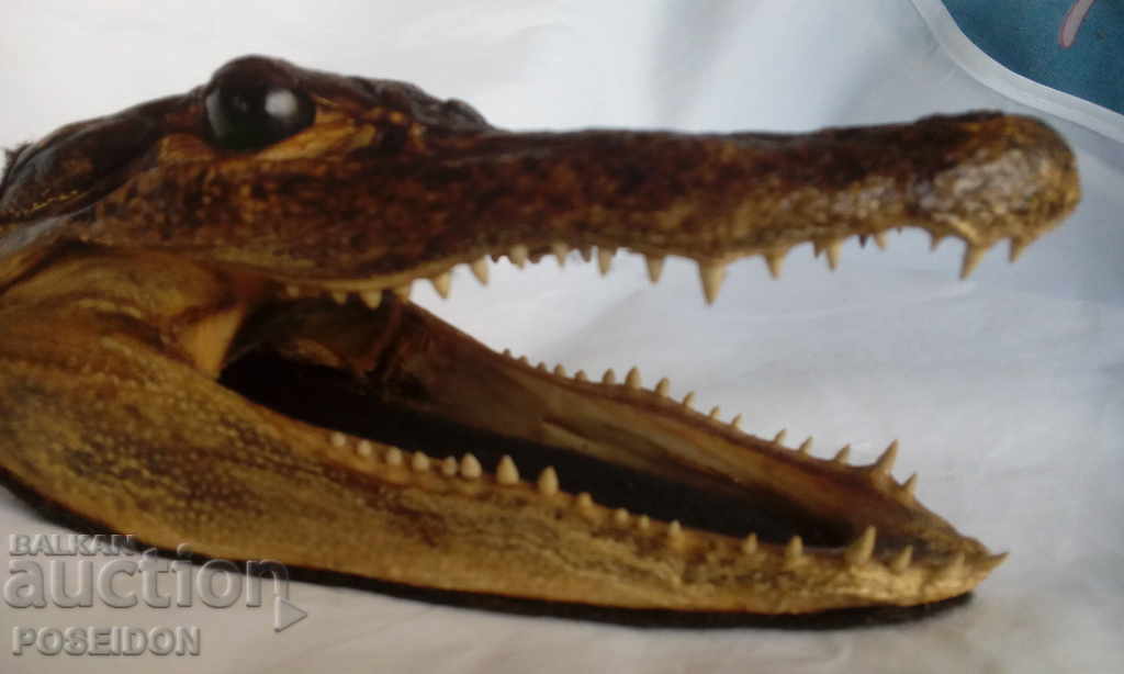 ΑΝΑΜΝΗΤΙΚΟ ΑΓΑΛΜΑΤΟ Φιγούρα ΚΡΟΚΟΔΙΛΟΥ ΚΕΦΑΛΗΣ - 7 ΑΝΑΜΝΗΤΙΚΟ ΑΓΑΛΜΑΤΟ Φιγούρα ΚΡΟΚΟΔΙΛΟΥ ΚΕΦΑΛΗΣ - 7