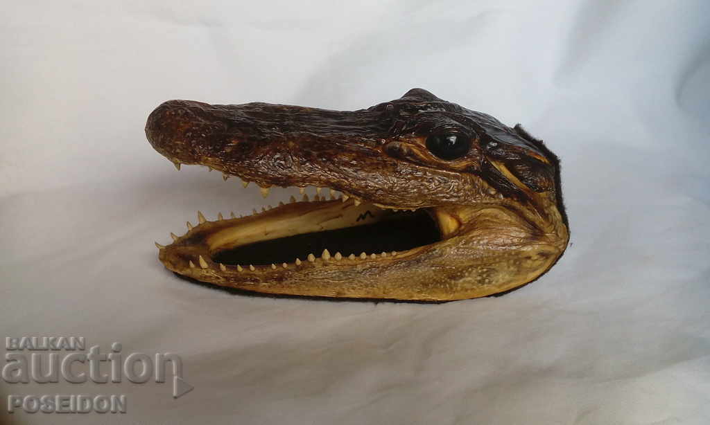 CROCODILE HEAD FIGURE STATUETTE SOUVENIR