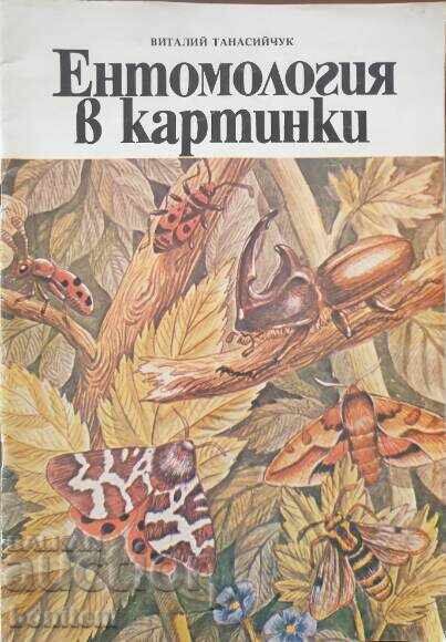 Entomology in Pictures - Vitaly Tanasiychuk Entomology in Pictures - Vitaly Tanasiychuk