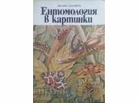 Entomologia în imagini - Vitaly Tanasiychuk
