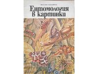 Entomologie în imagini - Vitali Tanasiichuk