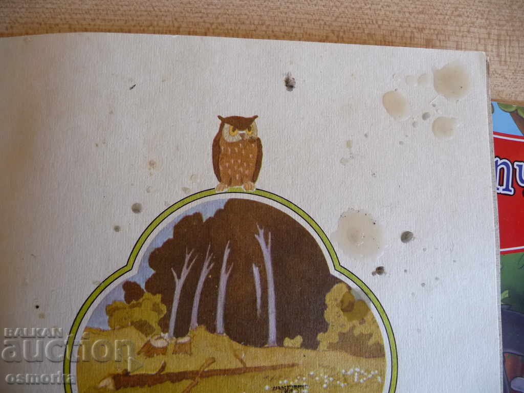 Φουντούκι - Kalin Gruya για το μικρό BZC από μια δεκάρα - 5 Φουντούκι - Kalin Gruya για το μικρό BZC από μια δεκάρα - 5