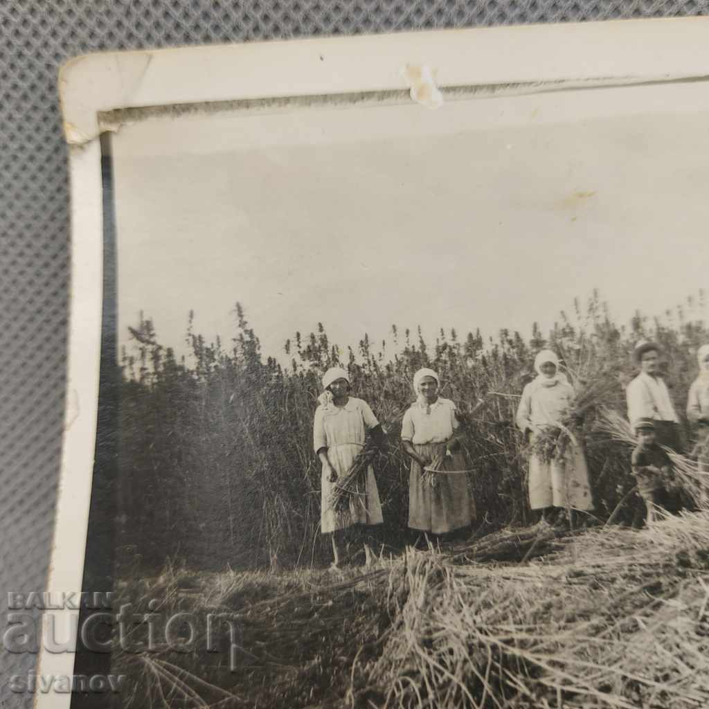 Παλιές φωτογραφίες καλλιέργειας κάνναβης, βούρτσες, βούρτσες B0149 - 6