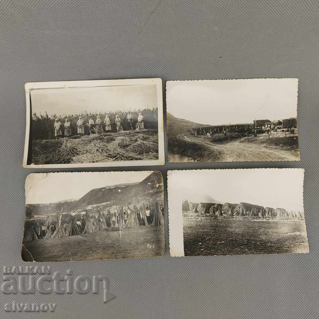 Стари снимки отглеждане на коноп гръсници   №1336